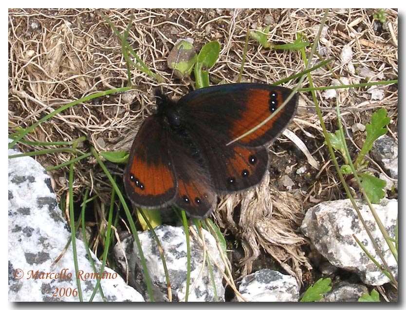 Insetti del Parco Adamello Brenta (TN): immagini e appunti